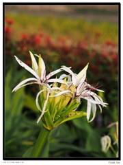 flower1.jpg