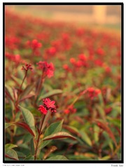 flower2.jpg