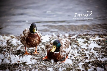 Duck...