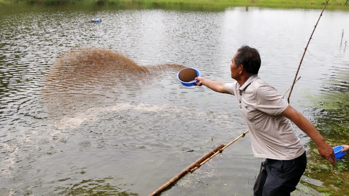 雨后喂鱼