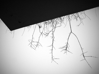 IMG_0109.JPG