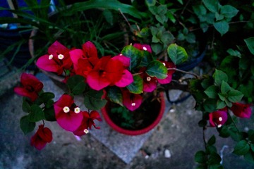 SDIM0155_