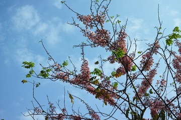 SDIM3225