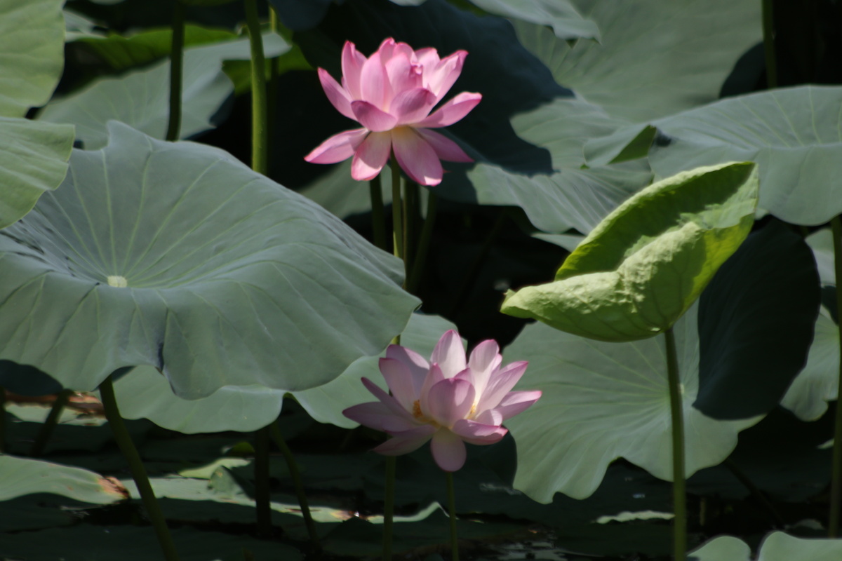 8月份是荷花开的最佳的时候