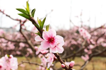 IMG_0790.JPG