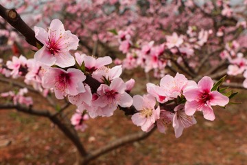 IMG_0794.JPG