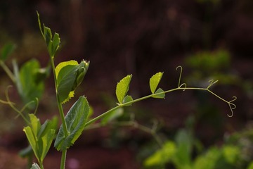 IMG_0833.JPG