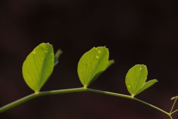 IMG_0834.JPG
