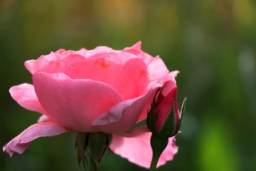 IMG_1580.jpg