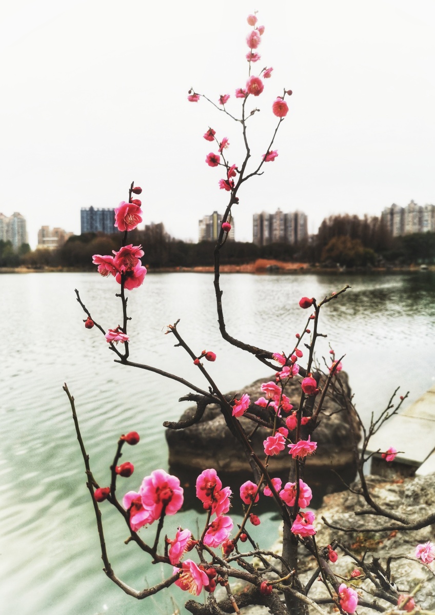 冬日湖边梅花开