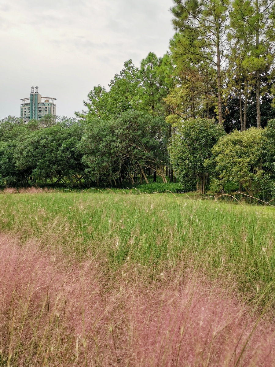 碎米知风草学名乱草