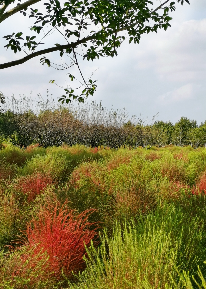 世纪公园的红叶地肤花海