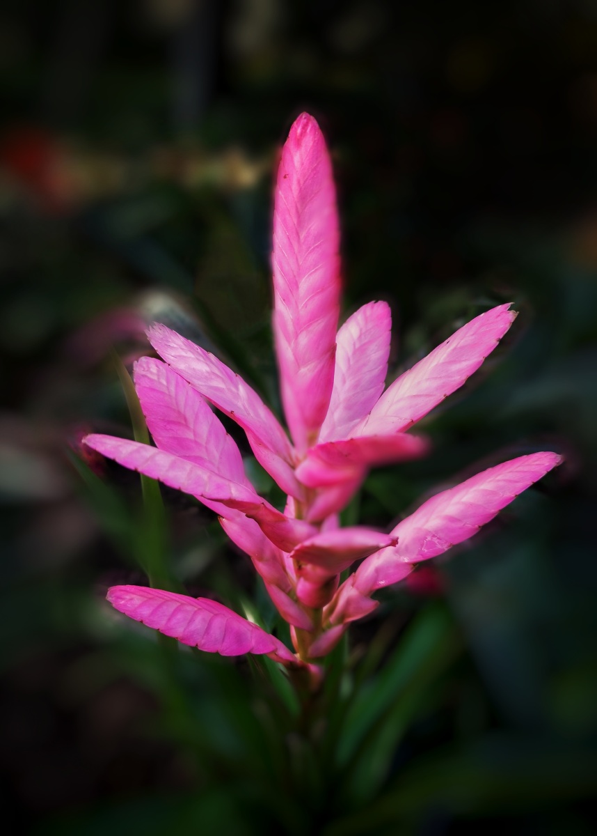 紫花凤梨别名铁兰紫花木柄凤梨蓝色铁兰穗状花序宽445厘米由粉红色近