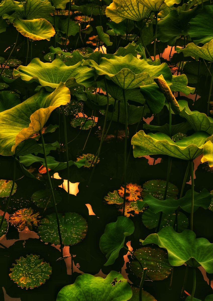 黄昏时分的荷塘