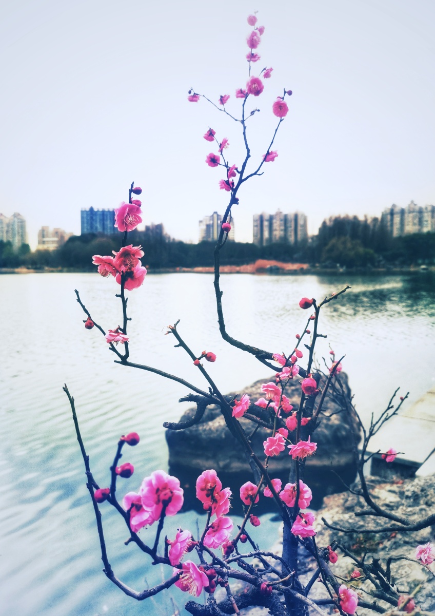冬日湖边梅花开