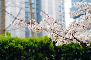 C66E9C30-2874-42CF-BC66-78A8A3A4525D/L0/001