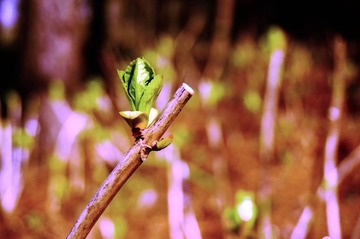 DSC01602_副本_1M.jpg