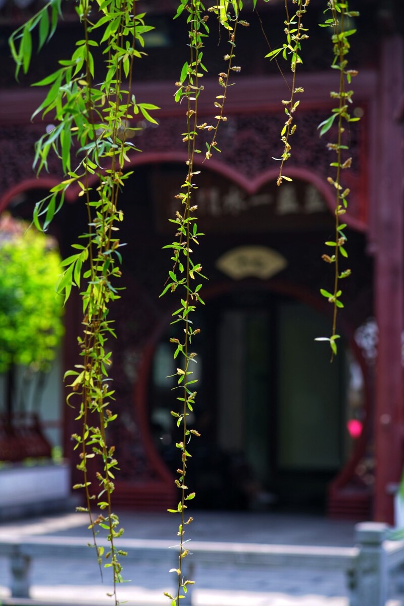 瞻园。<br />
翠柳摇曳，亭台掩映。