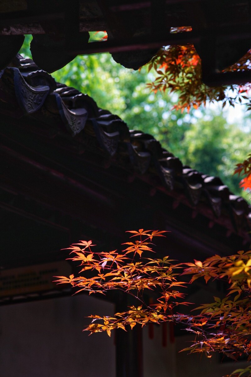 瞻园。<br />
红叶盛放，独见其芳。