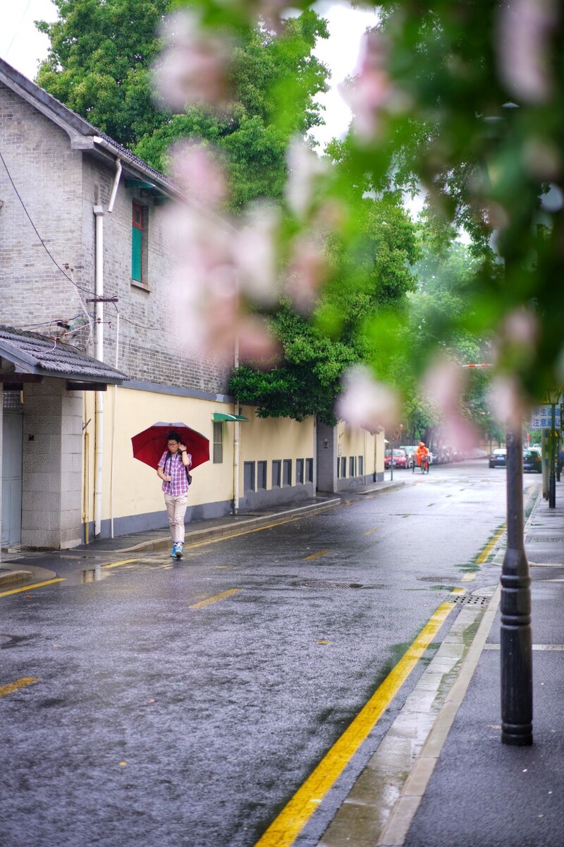 普陀路。<br />
雨中漫步，花已朦胧。