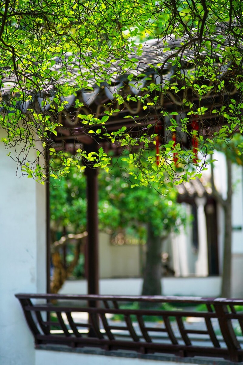 瞻园。<br />
绿树成荫，清影熙然。