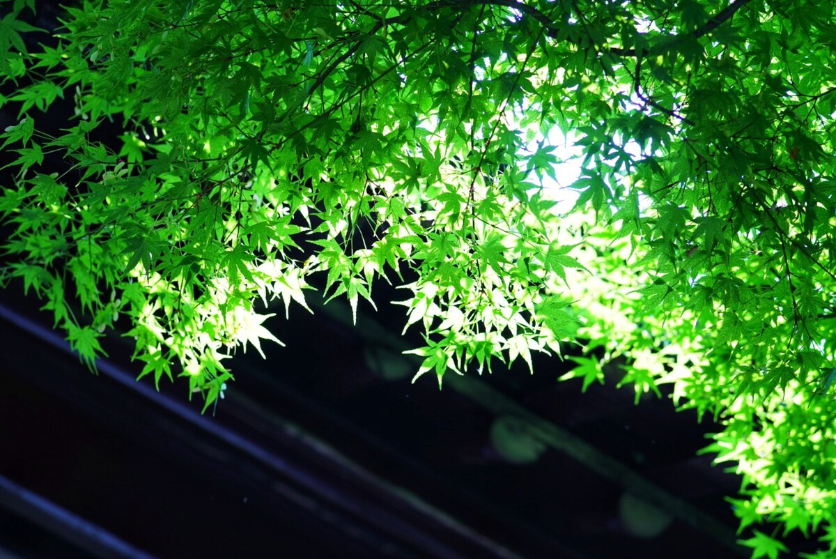 瞻园。<br />
翠绿欲滴，婆娑如玉。