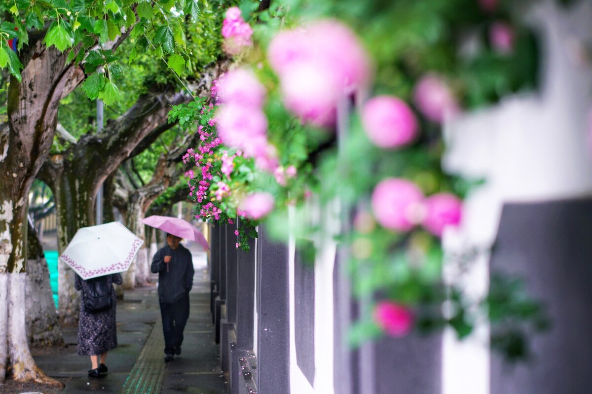 西康路。<br />
墙外透香，花下偶遇。
