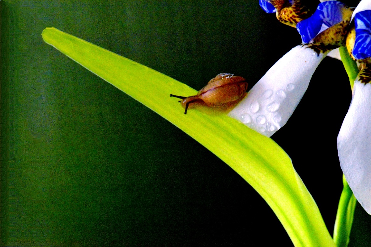 兰花与蜗牛