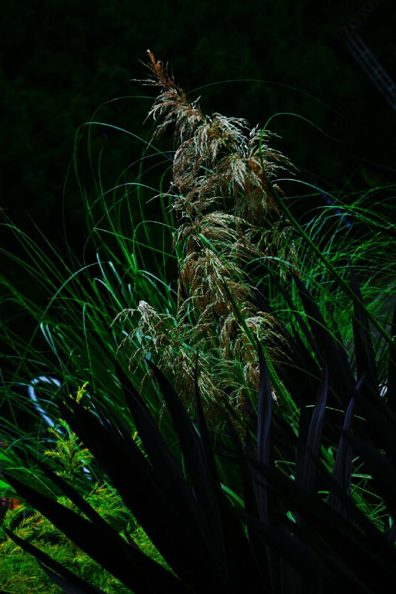 拍点山毛野草