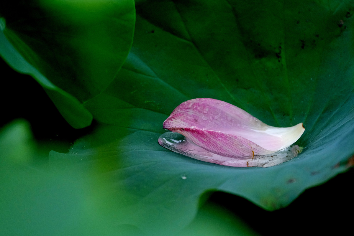 流水无情恋落花