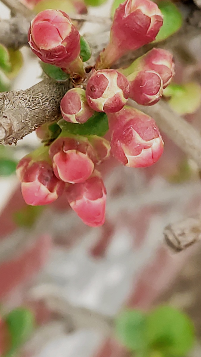 含苞待放的海棠花