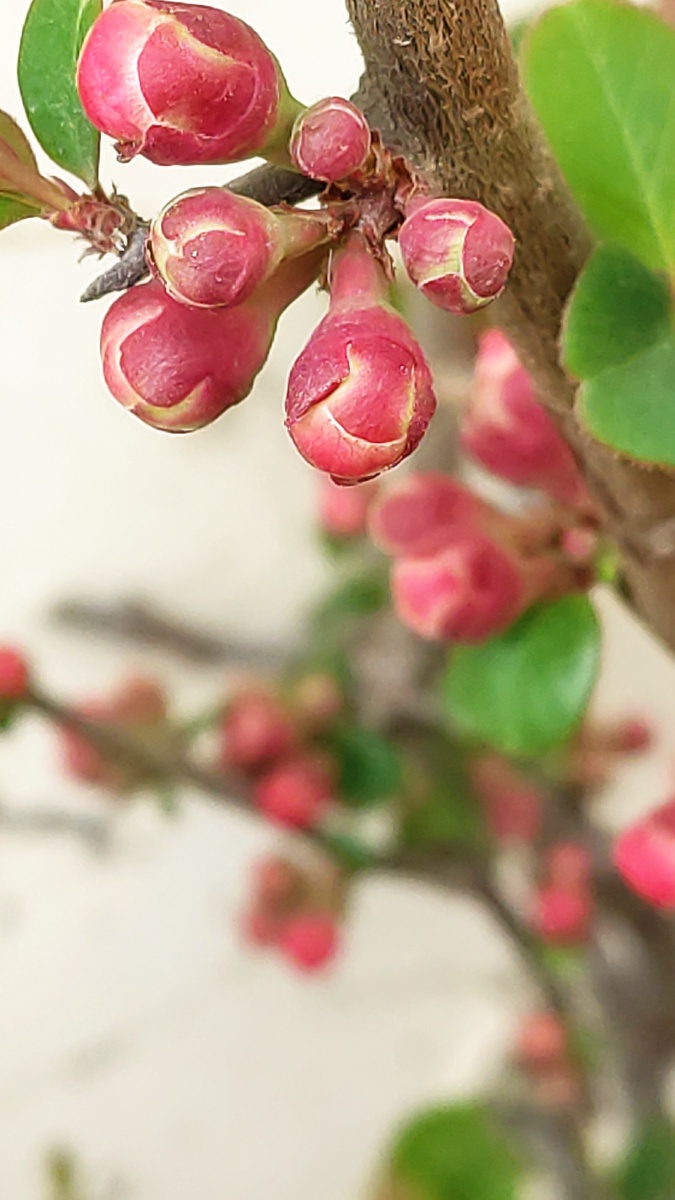 含苞待放的海棠花