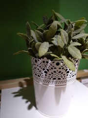 P1000917.JPG