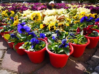 P1010166.JPG