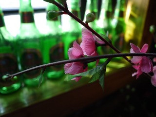 P1000755.JPG