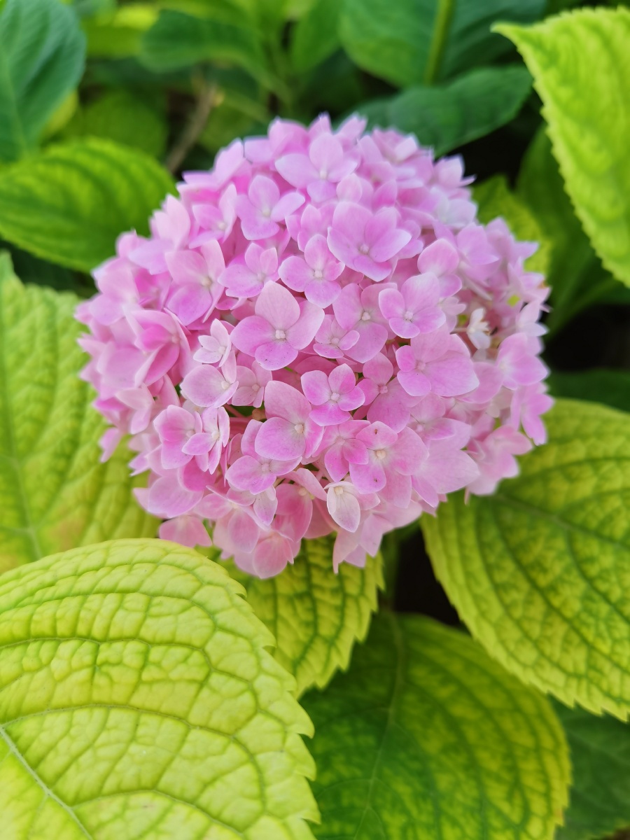 晨光下的粉绣球