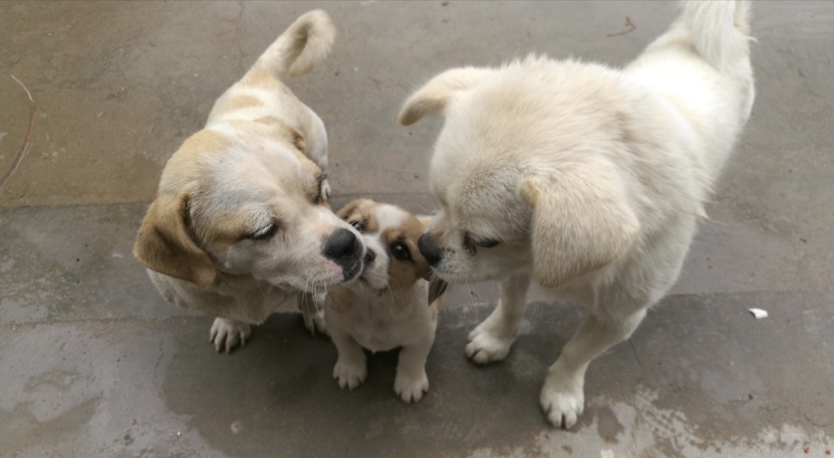 狗爸爸和狗妈妈对小狗甚是疼爱