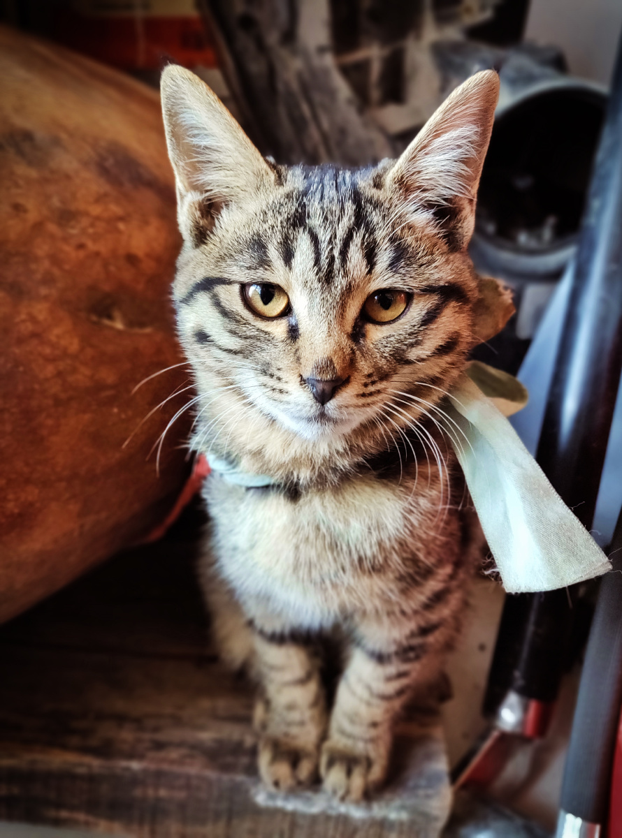 喀什租车人家的小猫:小喵