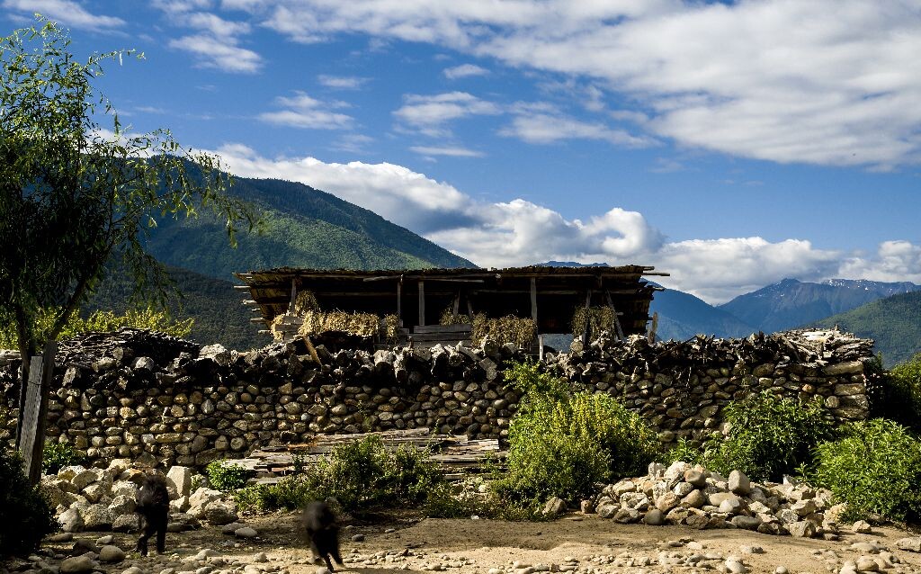 《藏猪乐园》拍摄于西藏米林山区村寨。