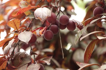 IMG_1606.JPG