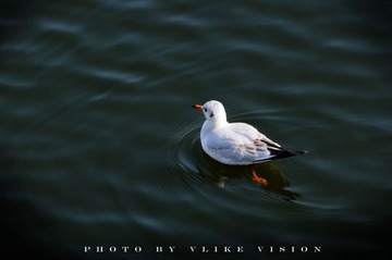 DSC_2991.jpg