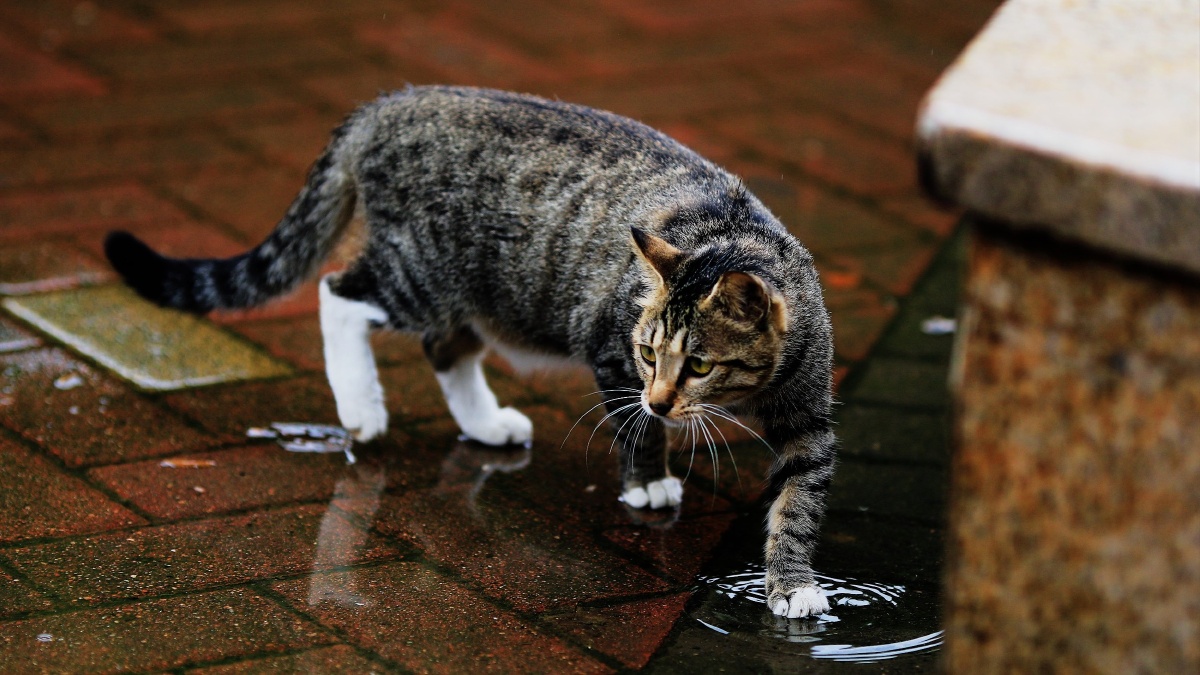 公园里的流浪猫 - 十字花 - 图虫网 - 优质摄影师交流社区
