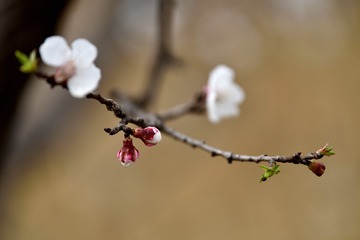 1905163