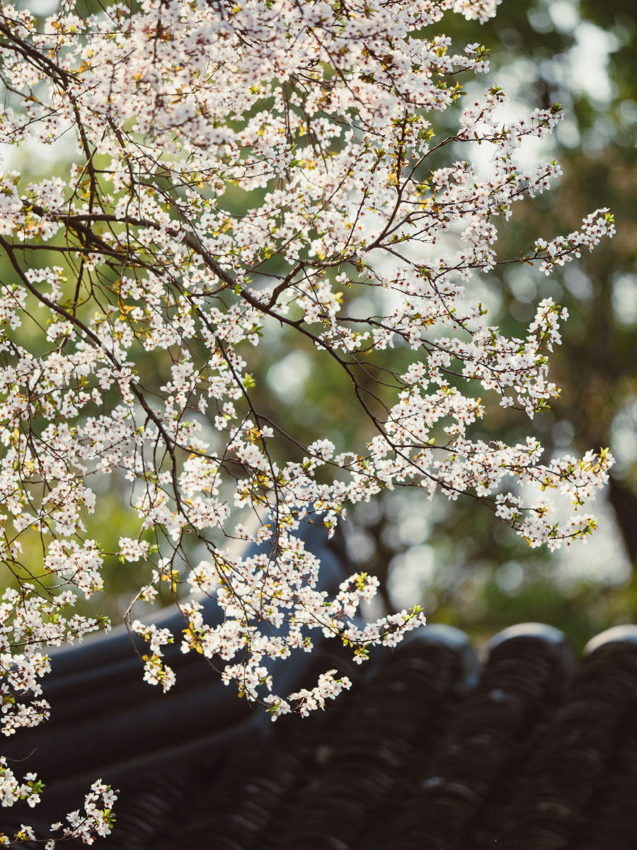 樱与竹中国味的樱花