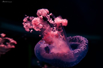 Y0172049