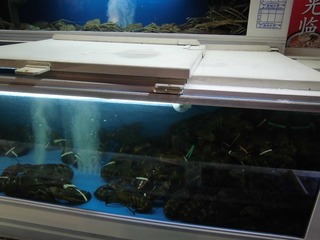 CIMG0108.JPG