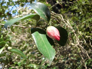 CIMG0225.JPG