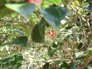 CIMG0226.JPG