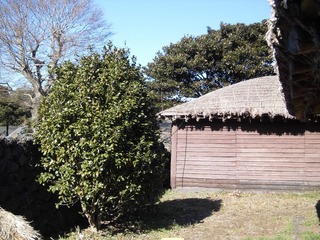 CIMG0260.JPG