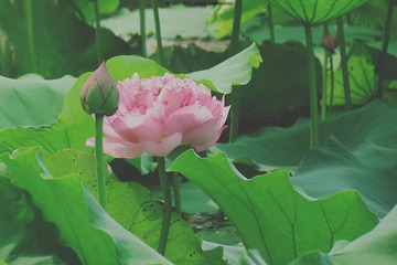 IMG_0742.jpg